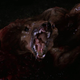 Yes, that dog monster. (Image: Wikimedia)